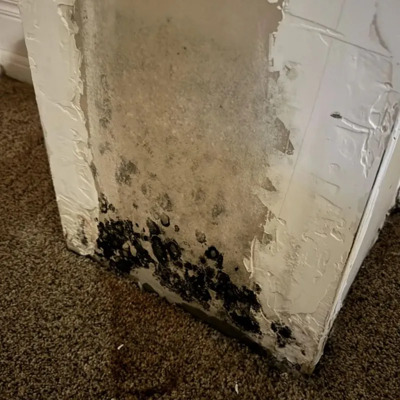 Professional Mold Removal in Gage County, NE